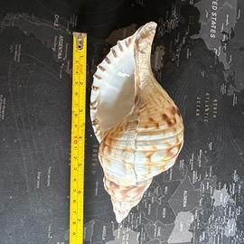 Charonia Tritonis 18 Cm Circa
