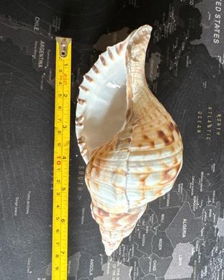 Charonia Tritonis 18 Cm Circa