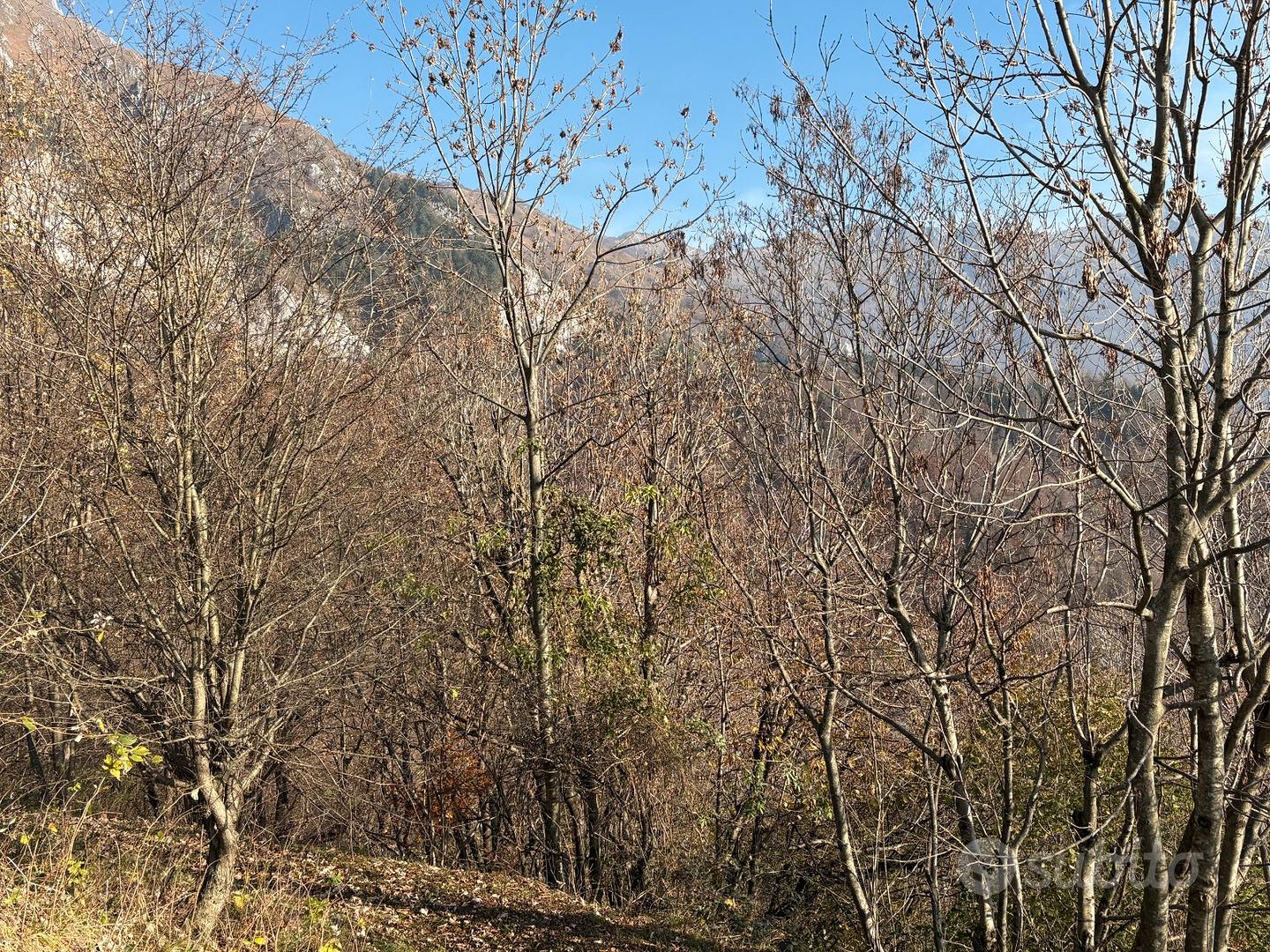 Terreni adibiti a bosco - Vista 4