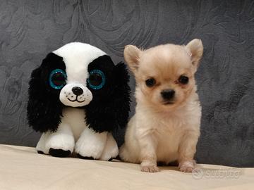 cucciolo di chihuahua 