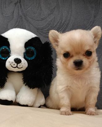 cucciolo di chihuahua 