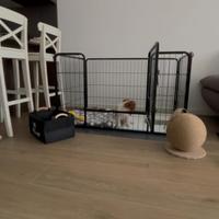 Kennel cani