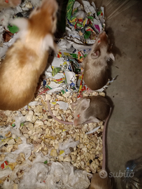 Topo dal pelo d' oro