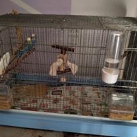 Gabbia completa di tutto, con coppia di cocoriti,