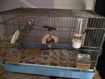 Gabbia completa di tutto, con coppia di cocoriti,