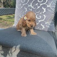 Cuccioli di cocker spaniel