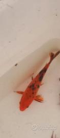 Carpa koi rossa e nera