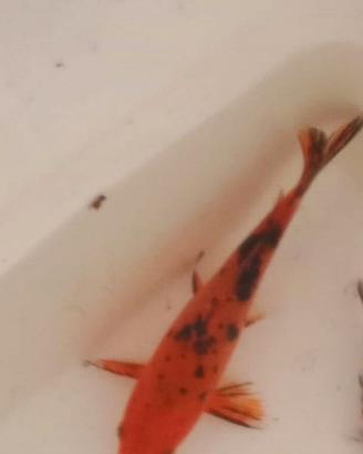 Carpa koi rossa e nera