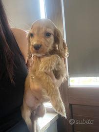 Cuccioli di cocker spaniel con Pedigree Enci