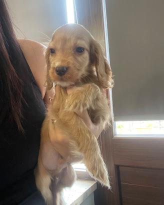 Cuccioli di cocker spaniel con Pedigree Enci