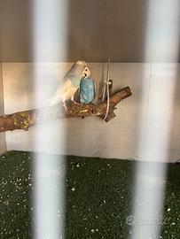 Cocorite da allevare a mano