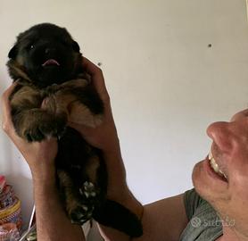 Cucciolo pastore tedesco