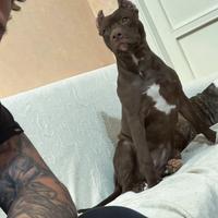 Pitbull red nose ukc