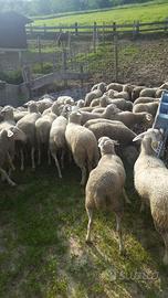Montone Lacaune francese