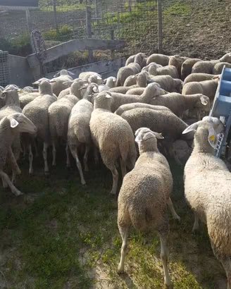 Montone Lacaune francese
