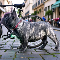 Cucciolo bulldog francese maschio