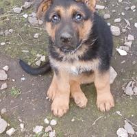 Cuccioli pastore tedesco maschio