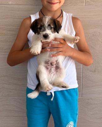 Cuccioli di Allevamento Jack Russel Abruzzo