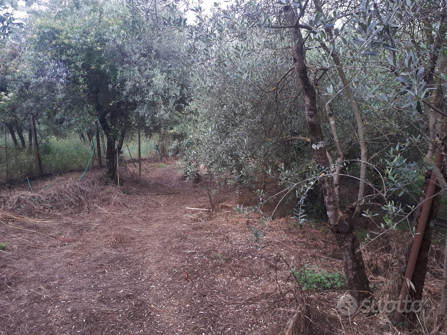 Terreno agricolo con casa di campagna - Vista 4