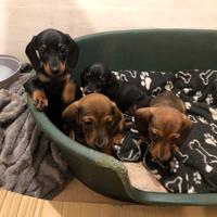 Cuccioli di bassotto tedesco