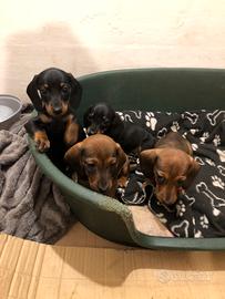 Cuccioli di bassotto tedesco