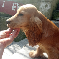 Cucciolo cocker spaniel