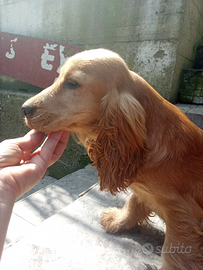 Cucciolo cocker spaniel