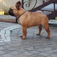 Bulldog francese femmina 18 mesi