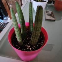 Sansevieria cylindrica