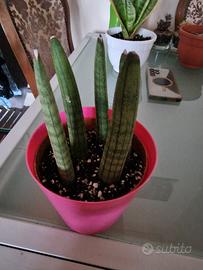 Sansevieria cylindrica