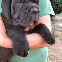 Cuccioli disponibili MASTINO NAPOLETANO