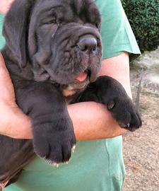 Cuccioli disponibili MASTINO NAPOLETANO
