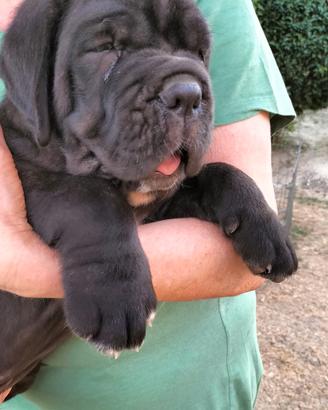 Cuccioli disponibili MASTINO NAPOLETANO
