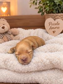 Maltipoo toy selezionati