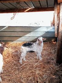 Capretti da allattare