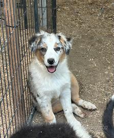 Cucciolo pastore australiano