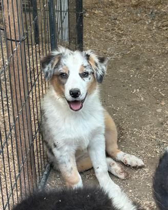 Cucciolo pastore australiano
