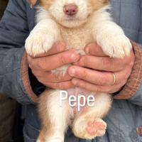 Cucciolo in adozione