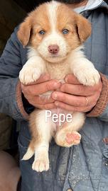 Cucciolo in adozione