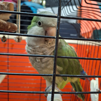 Parrocchetto di monaco