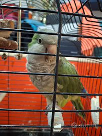 Parrocchetto di monaco