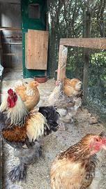 Brahma