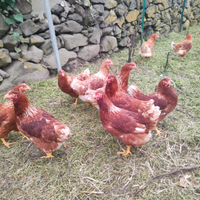 Galline ovaiole
