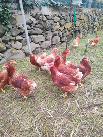 Galline ovaiole