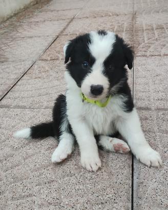 Cuccioli di Border collie