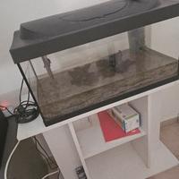 acquario