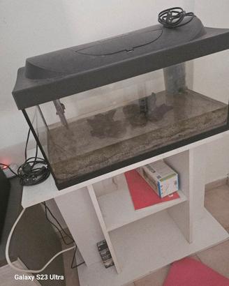 acquario