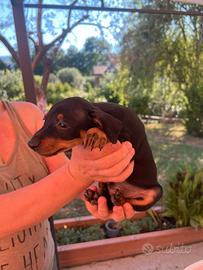 Vendita pinscher puro