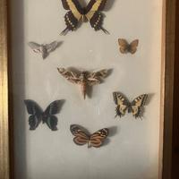 Collezione di farfalle vere