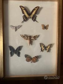 Collezione di farfalle vere